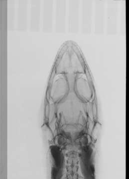 Image of Sphaerodactylus difficilis difficilis Barbour 1914