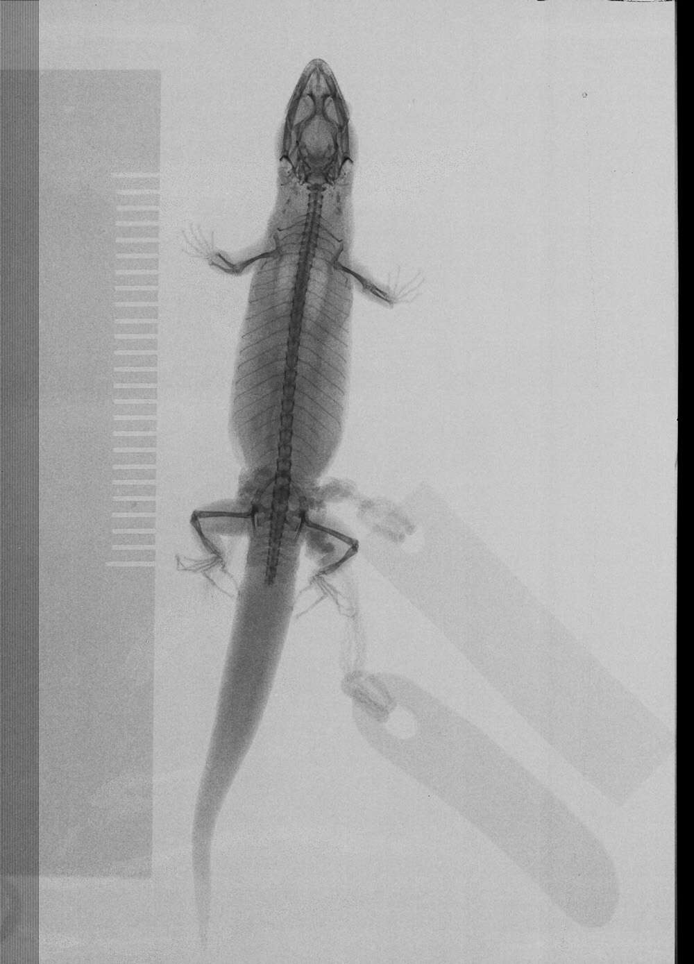 Image of Sphaerodactylus difficilis difficilis Barbour 1914
