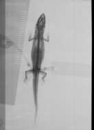 Image of Sphaerodactylus difficilis difficilis Barbour 1914