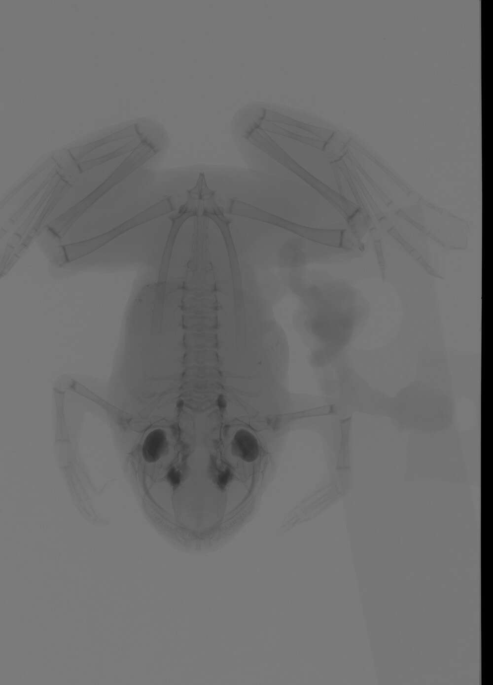 Image of Itombe Massif Clawed Frog