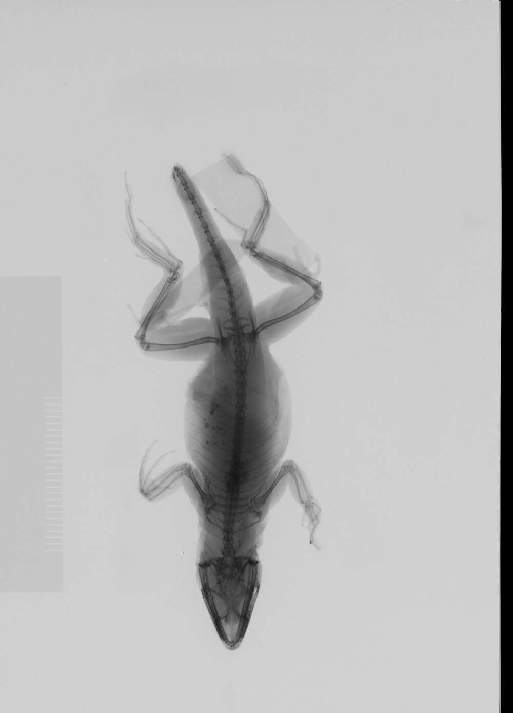 Image of Anolis sagrei mayensis Smith & Burger 1949