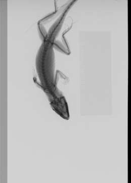 Image of Anolis sagrei sagrei Duméril & Bibron 1837