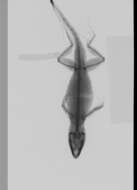 Image of Anolis sagrei sagrei Duméril & Bibron 1837