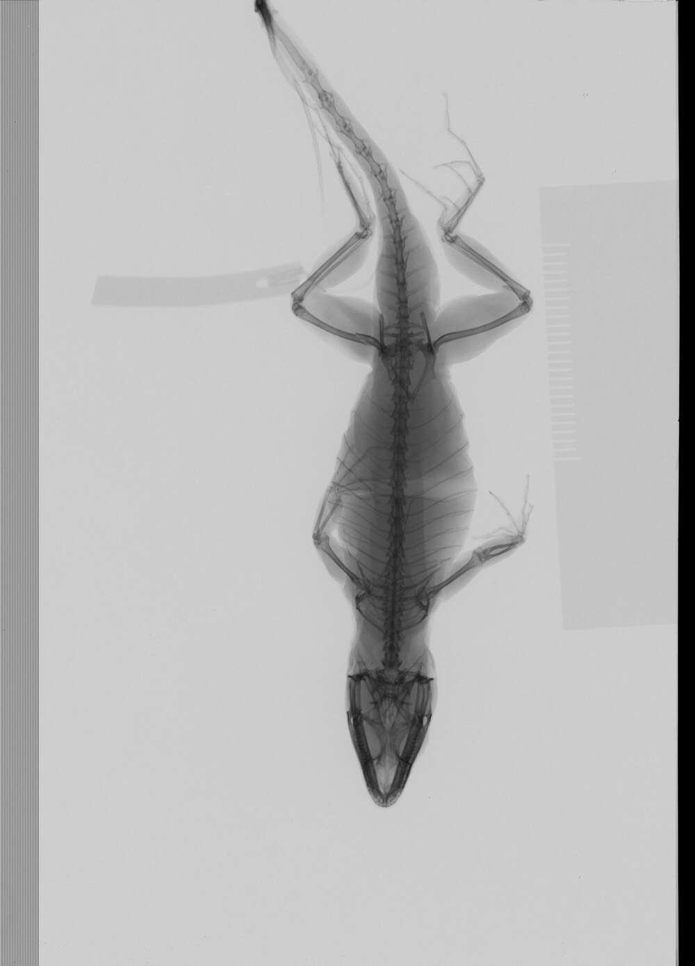 Image of Anolis sagrei sagrei Duméril & Bibron 1837