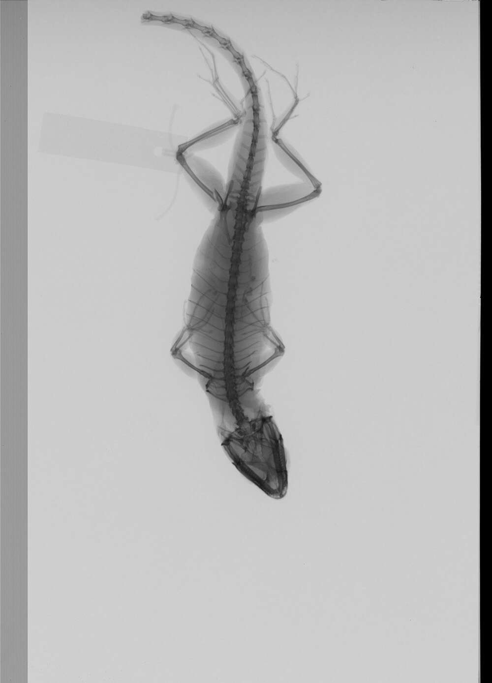 Image of Anolis sagrei sagrei Duméril & Bibron 1837