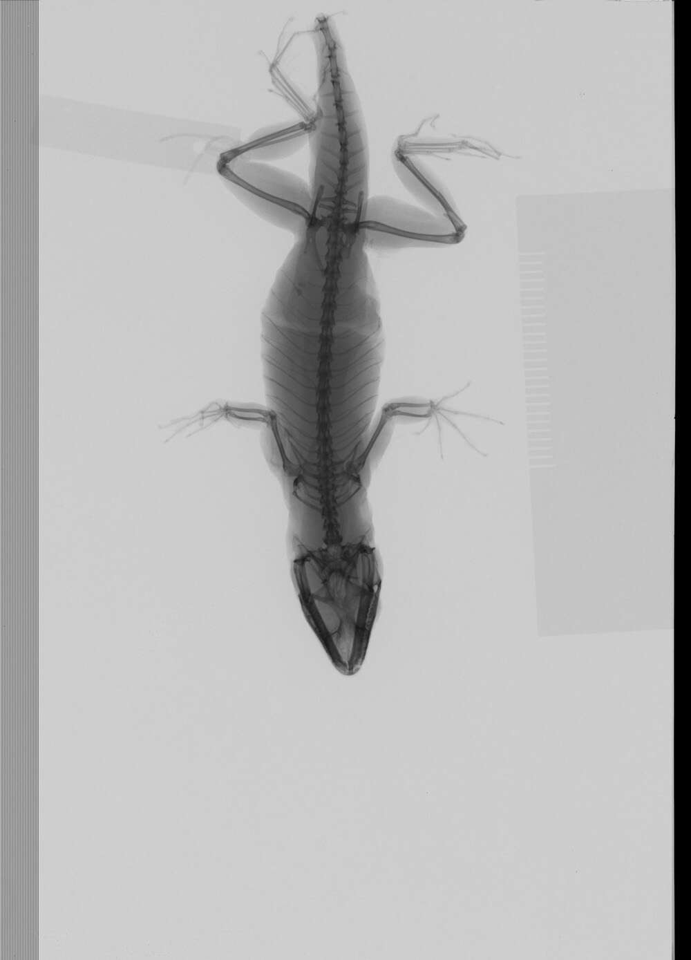 Image of Anolis sagrei sagrei Duméril & Bibron 1837