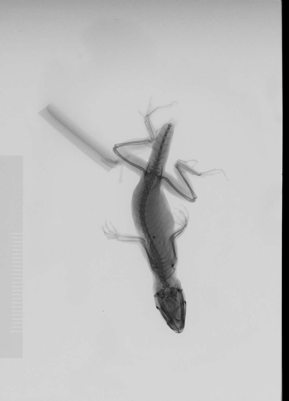 Image of Bahaman brown anole