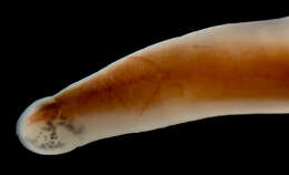 Image of Cratenemertidae