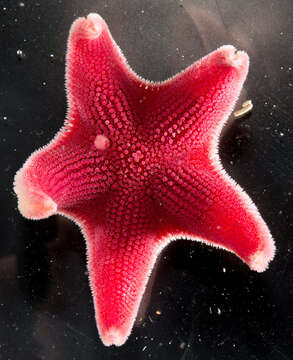 Image of Sea star