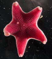 Image of Sea star