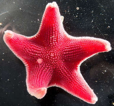 Image of Sea star