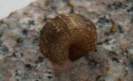Image of Piscicolidae