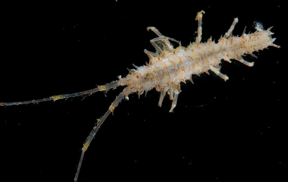 Image of Antarcturidae Poore 2001