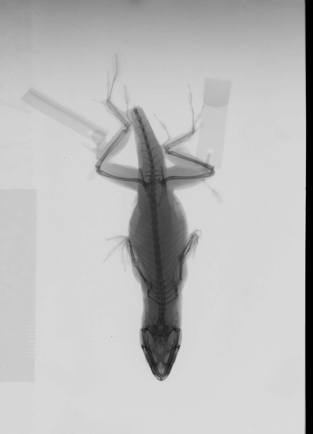 Image of Anolis sagrei sagrei Duméril & Bibron 1837