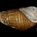 Image of <i>Melania anhuiensis</i> Ping
