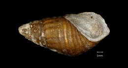 Image of <i>Melania anhuiensis</i> Ping