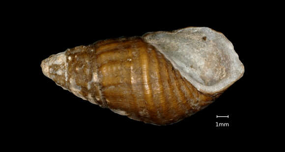 Image of <i>Melania anhuiensis</i> Ping