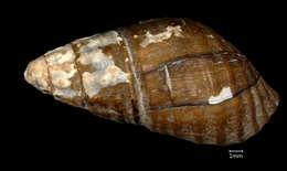 Image of <i>Melania anhuiensis</i> Ping