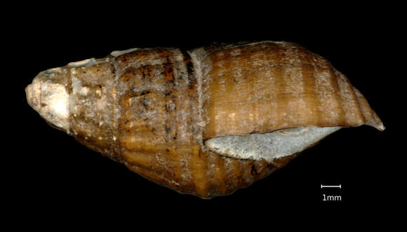 Image of <i>Melania anhuiensis</i> Ping