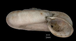 Imagem de <i>Myxostoma aubryanum</i> Heude