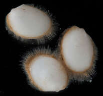 Image of Limopsis minuta (Philippi 1836)