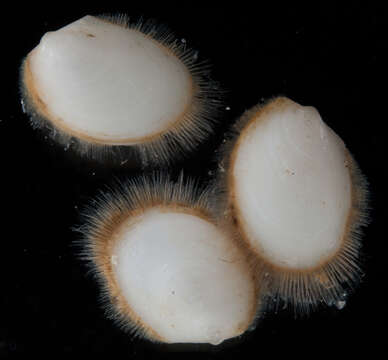 Image of Limopsis minuta (Philippi 1836)