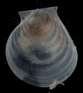 Plancia ëd Hyalopecten Verrill 1897