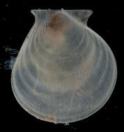 Image of Hyalopecten Verrill 1897