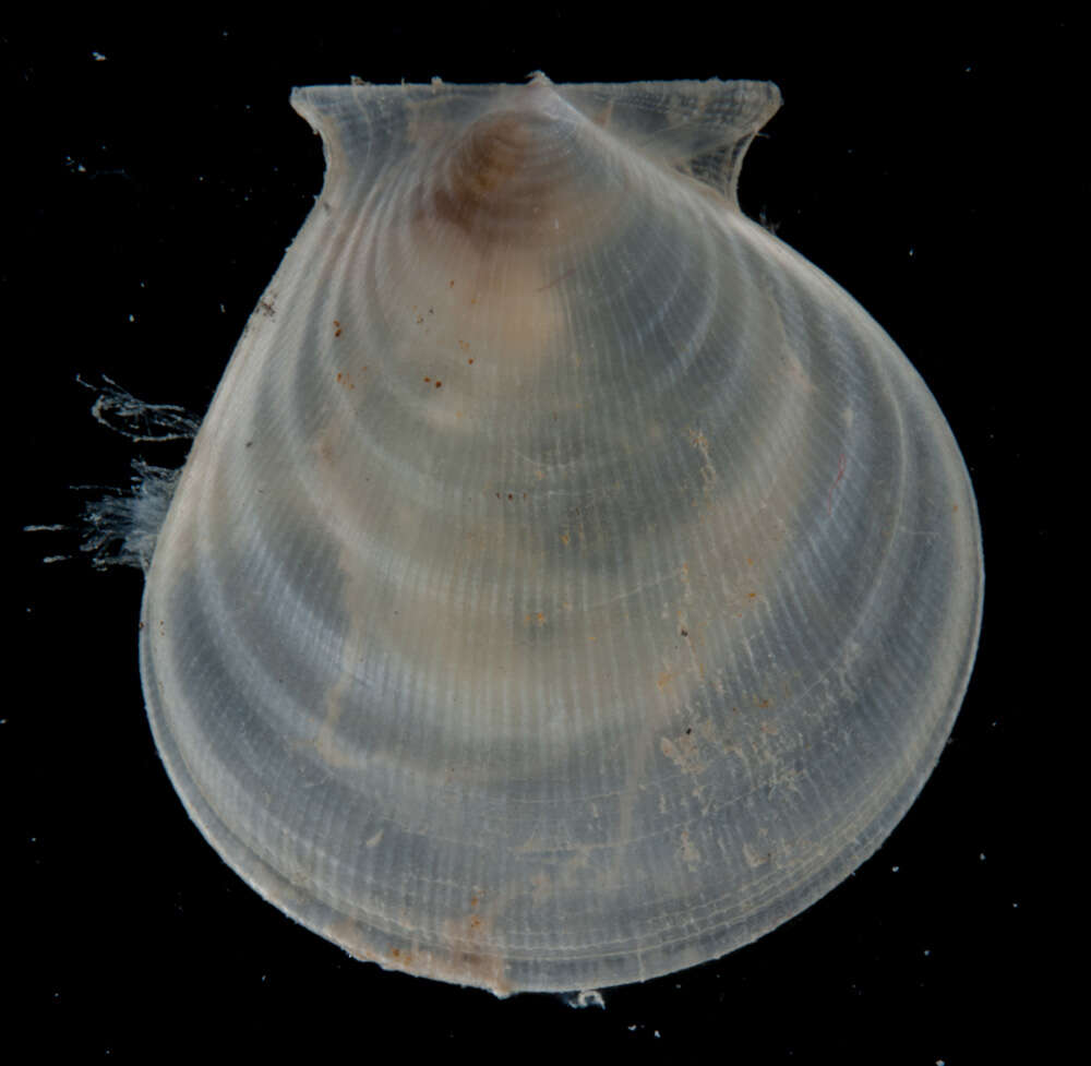 Plancia ëd Hyalopecten Verrill 1897