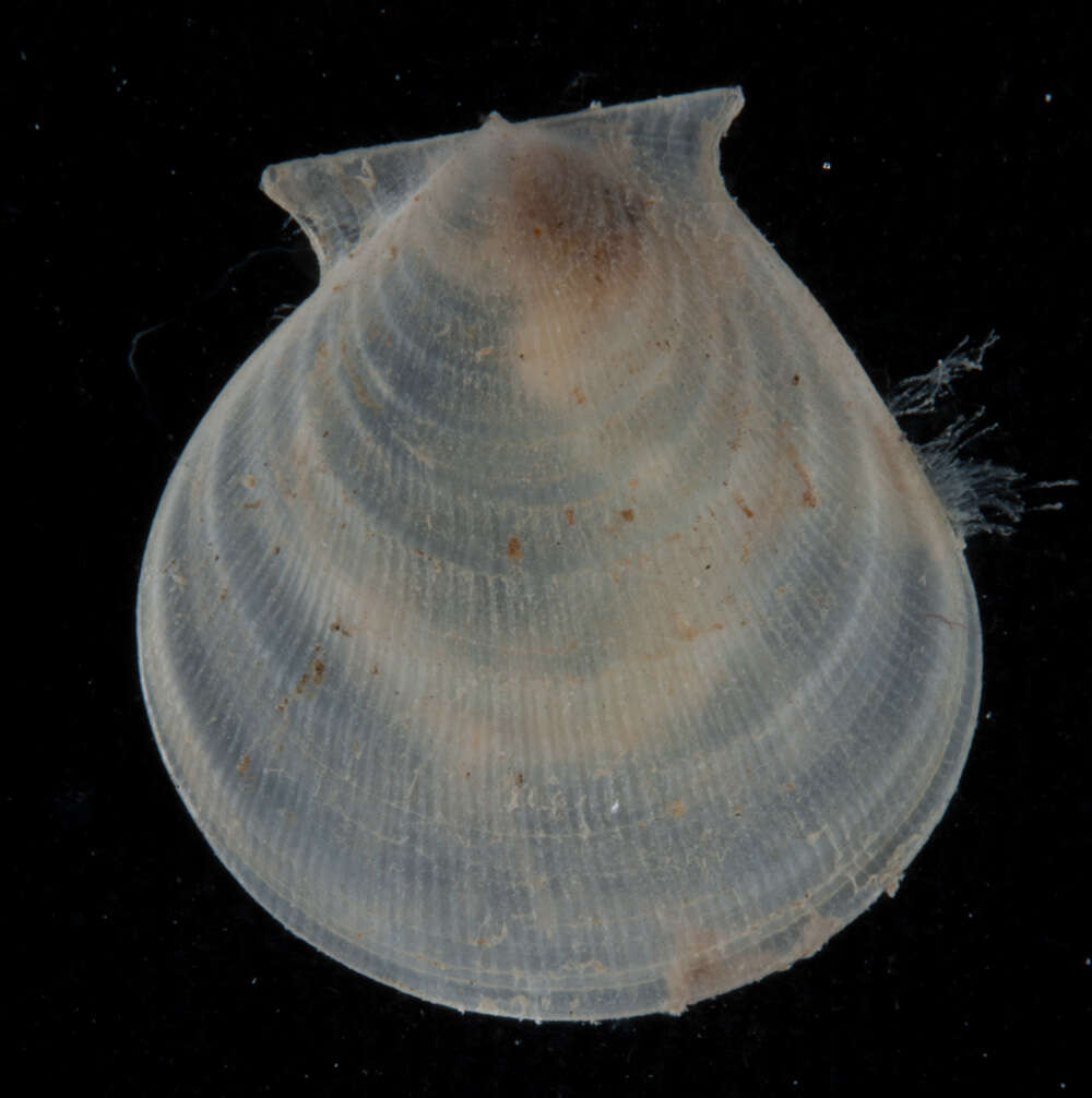 Слика од Hyalopecten Verrill 1897