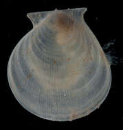 Image of Hyalopecten Verrill 1897