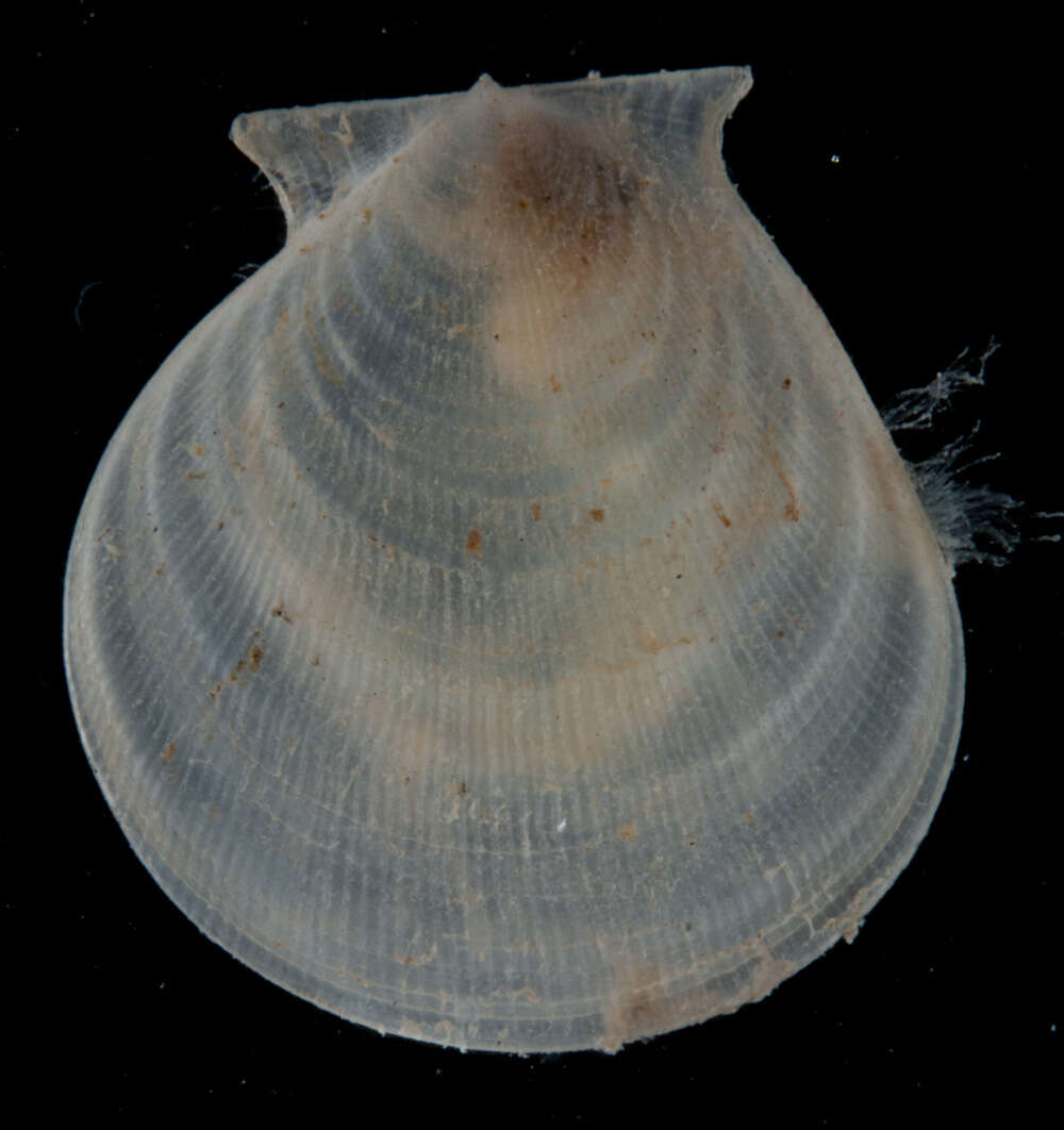 Plancia ëd Hyalopecten Verrill 1897