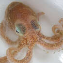 Image of Turquet's Octopus
