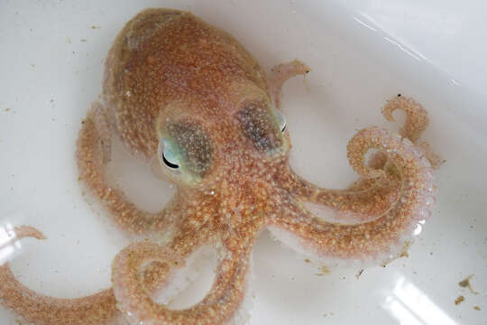 Image of Turquet's Octopus