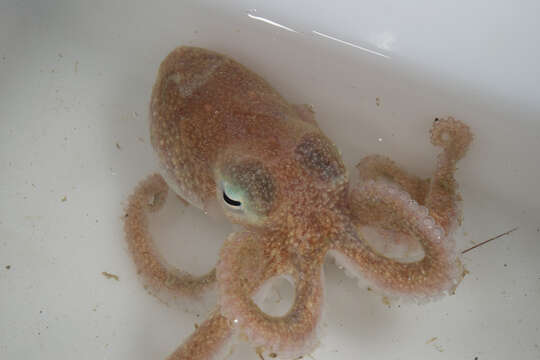 Image of Turquet's Octopus