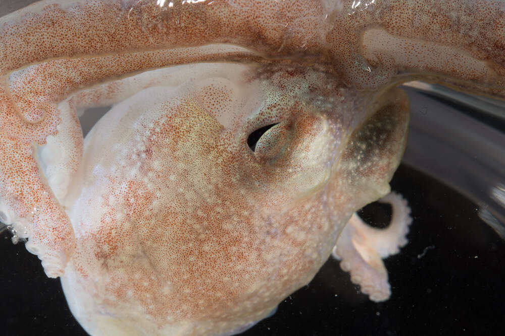Image of Turquet's Octopus