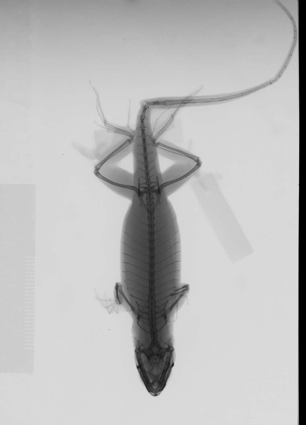 Image of Anolis sagrei sagrei Duméril & Bibron 1837