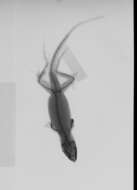 Image of Anolis sagrei sagrei Duméril & Bibron 1837