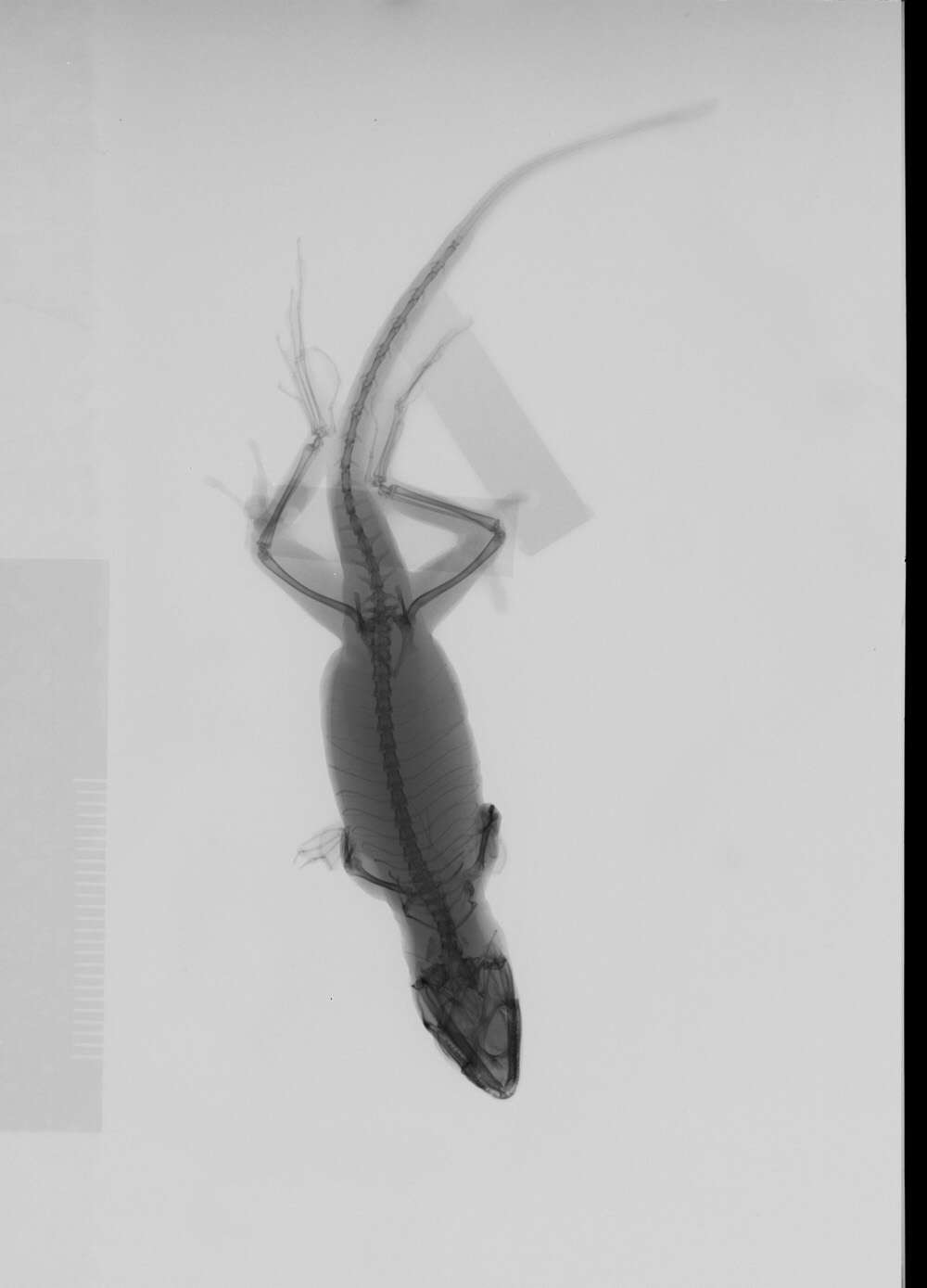 Image of Anolis sagrei sagrei Duméril & Bibron 1837