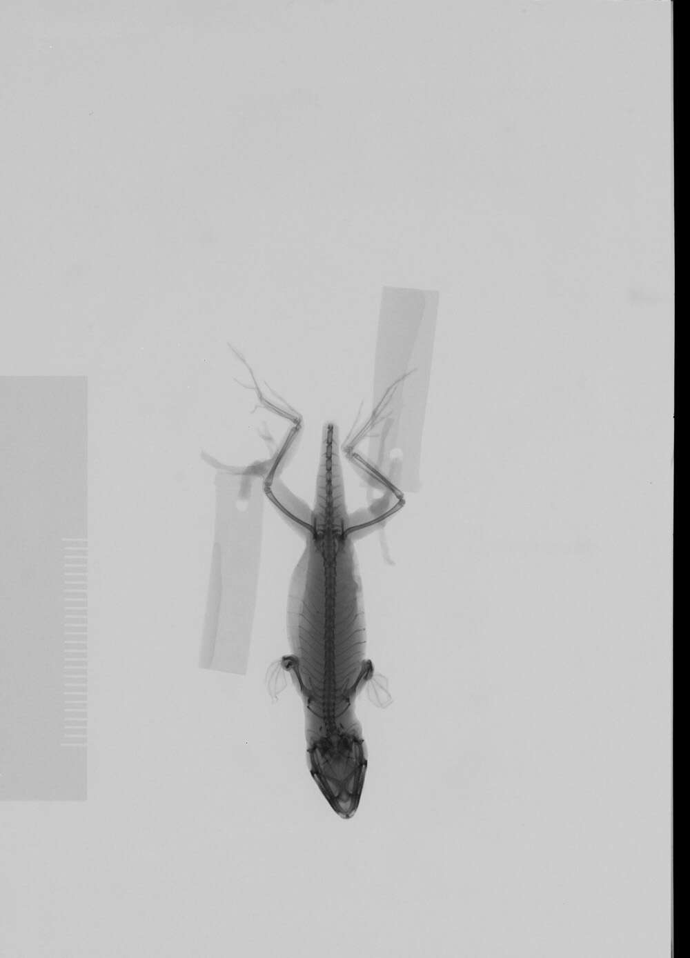 Image of Anolis sagrei sagrei Duméril & Bibron 1837