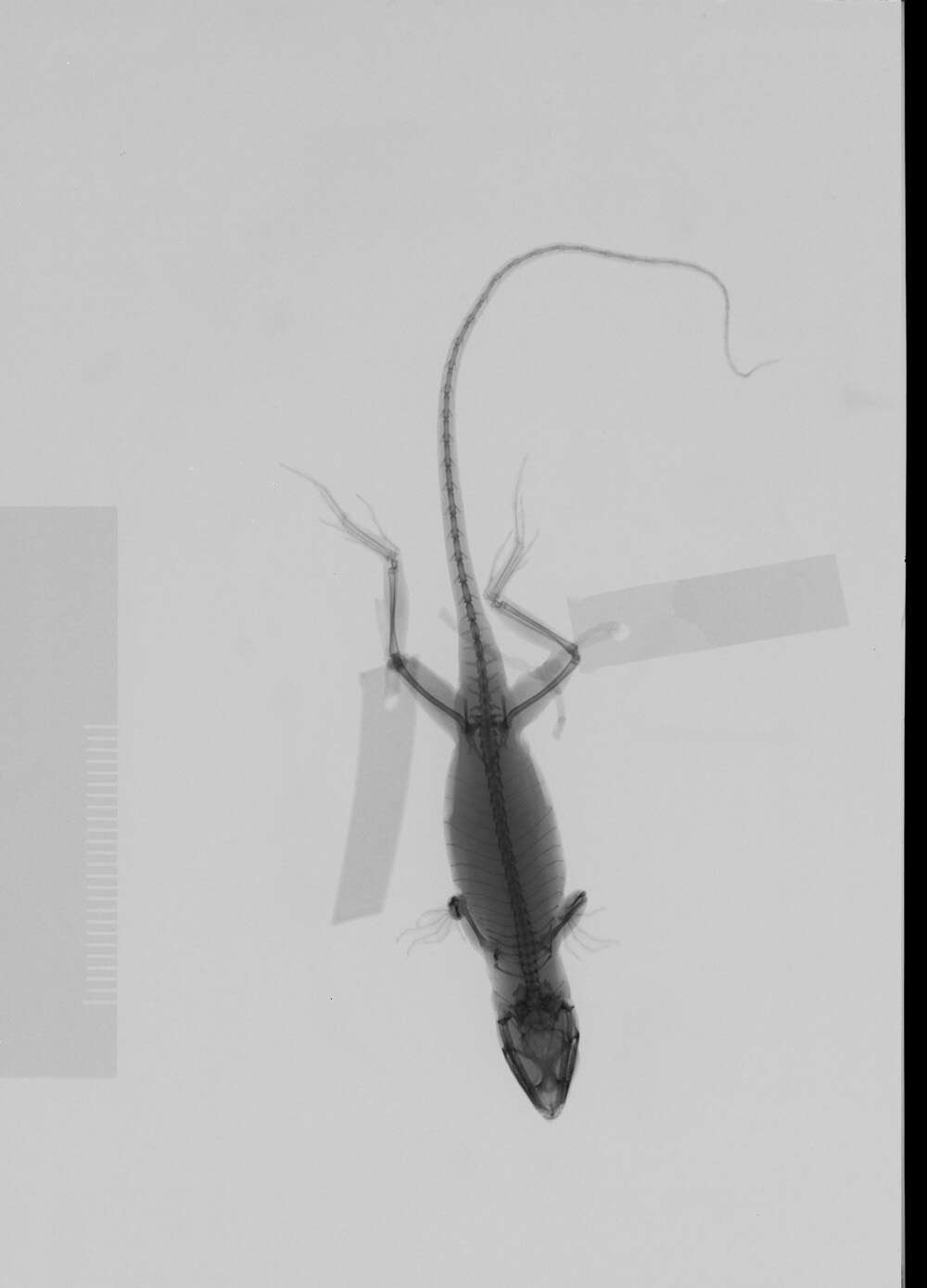 Image of Anolis sagrei sagrei Duméril & Bibron 1837