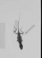 Image of Anolis sagrei sagrei Duméril & Bibron 1837