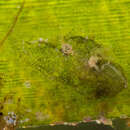Image de Vallicula multiformis Rankin 1956