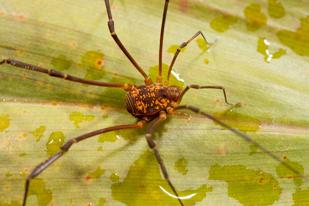 Plancia ëd Cosmetidae