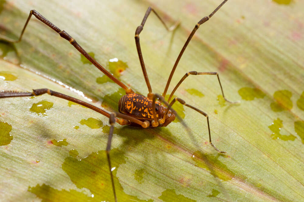 Plancia ëd Cosmetidae