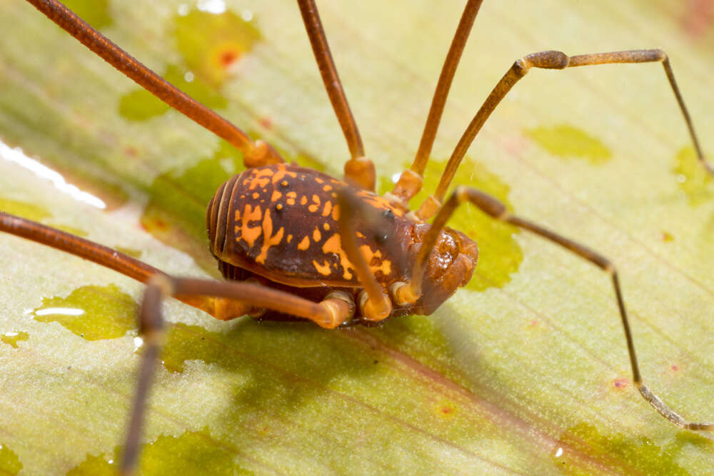 Plancia ëd Cosmetidae