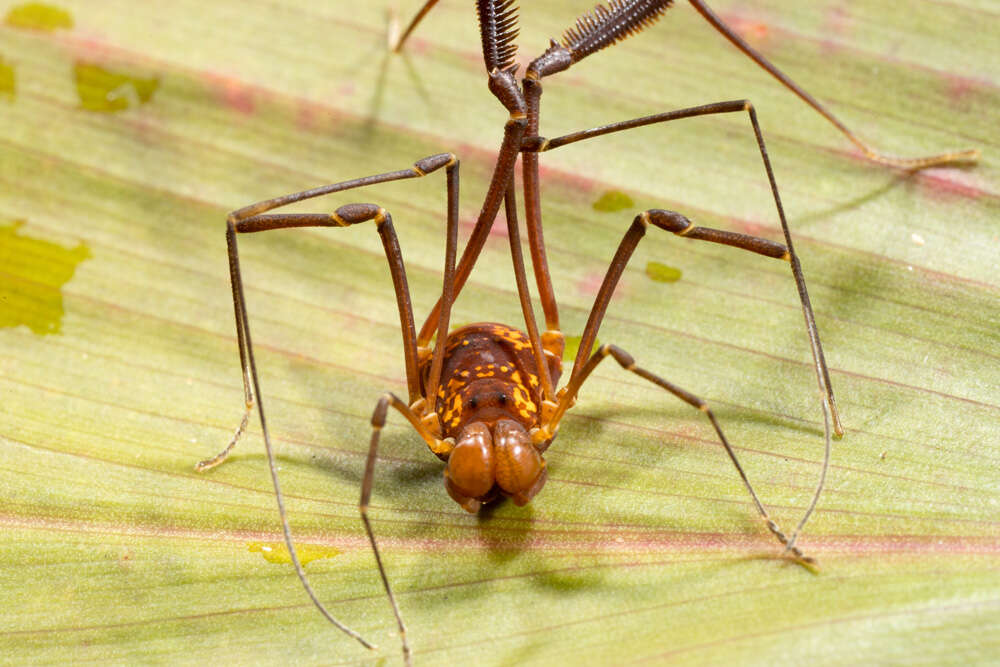 Plancia ëd Cosmetidae