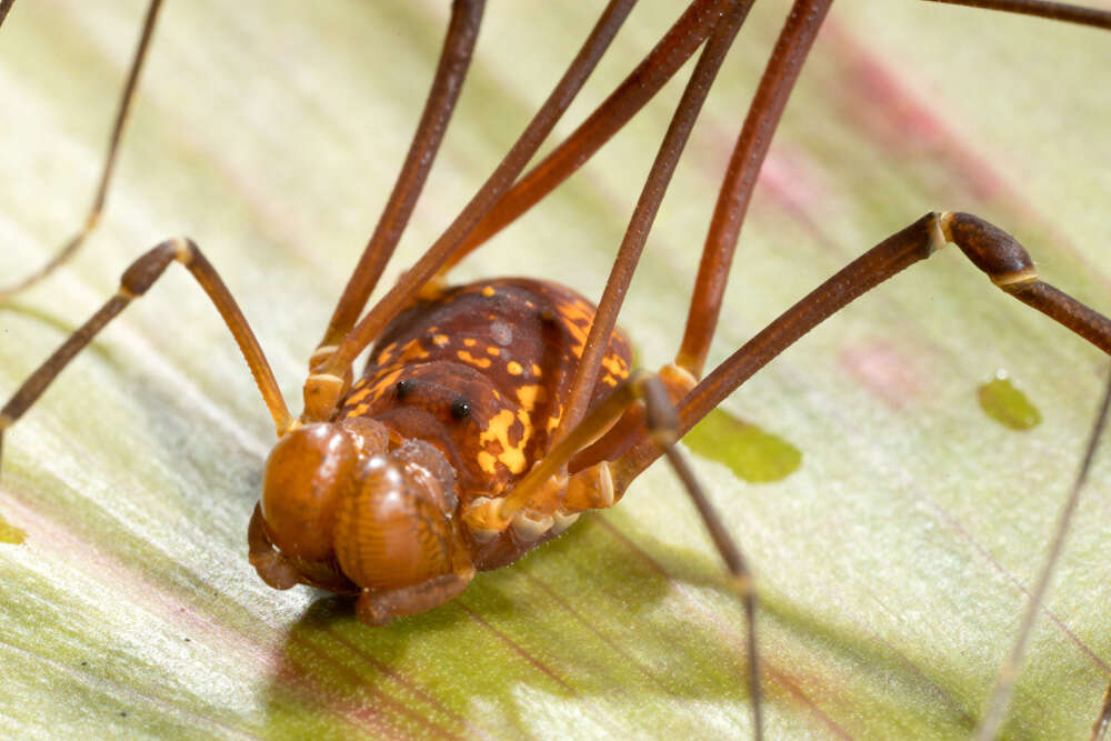 Plancia ëd Cosmetidae