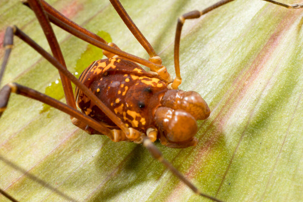 Plancia ëd Cosmetidae