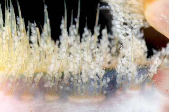 Image of Eucycliophora Funch & Kristensen 1995